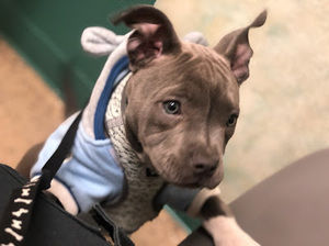 Meet your Posher, Randy